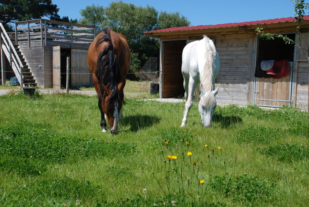 Roulotte Gites O Bien-Etre Massage Spa Sejour Bien-Etre En Hebergement Insolite Roulotte Karantez Ou En Gites Melon Ou Yock A 800 M Des Plages Maison D'Hote Drogou Porspoder Zimmer foto